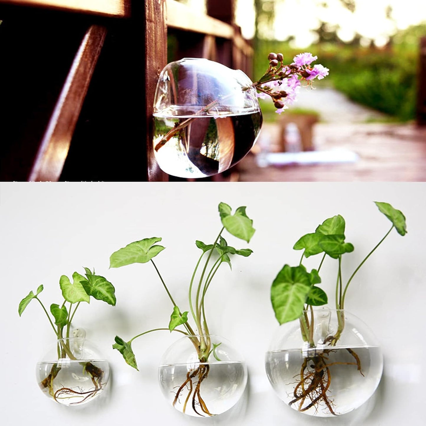 Naotstore - Glass Oblate Globe Plants Containers Wall Mount Clear Flower Vase