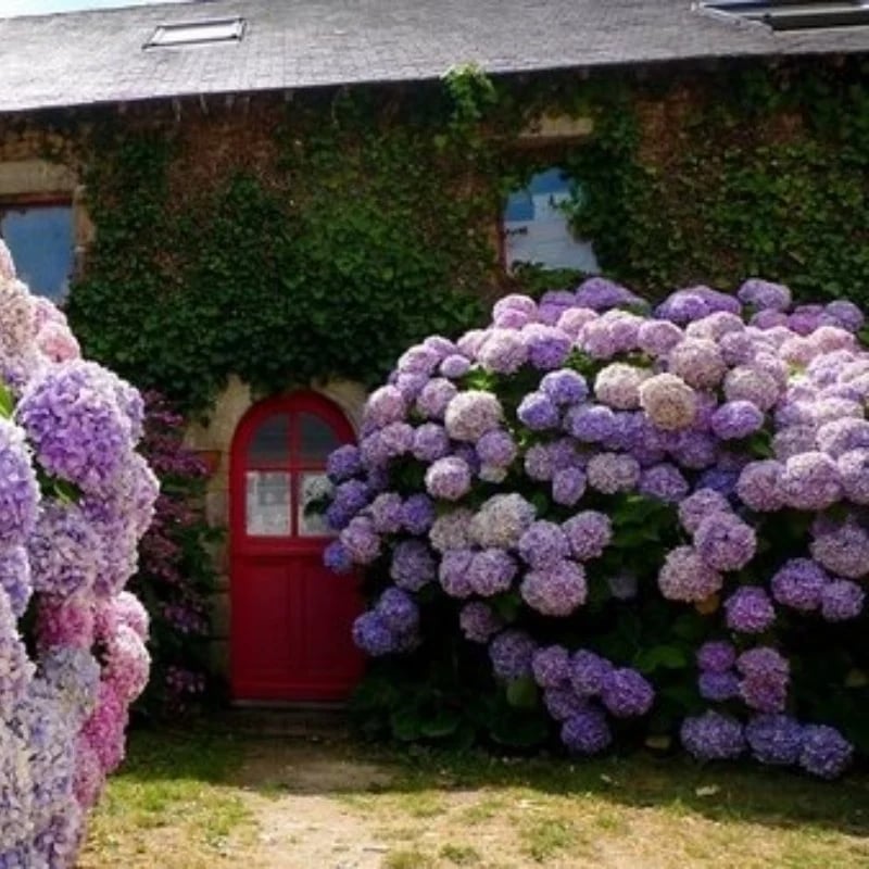đ„This week's specials đ± Outdoor Artificial Hydrangea Flowers - naotstore