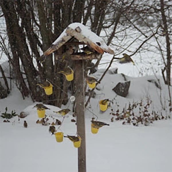 Naotstore - Ferris Wheel Bird Feeder