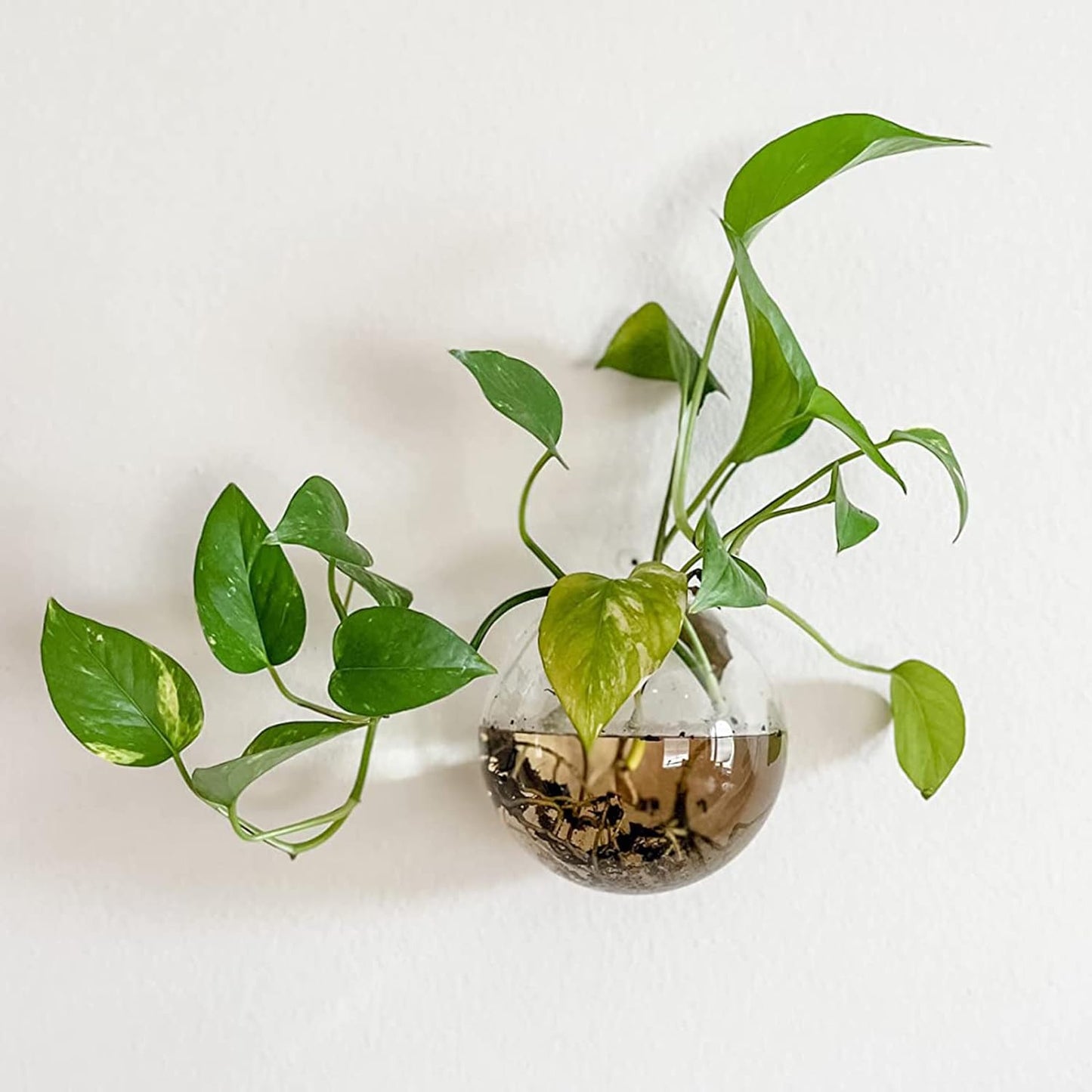 Naotstore - Glass Oblate Globe Plants Containers Wall Mount Clear Flower Vase