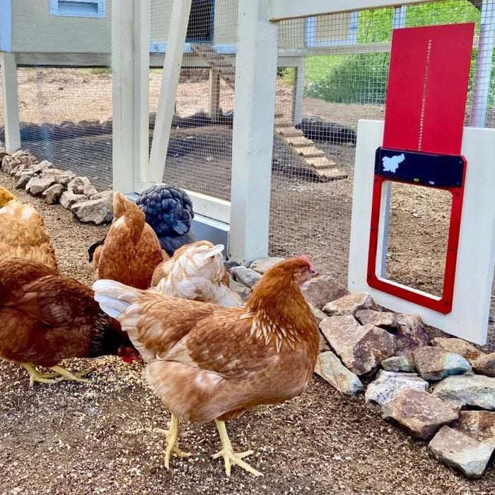 đThis week's specials - Automatic Chicken Coop Door - naotstore