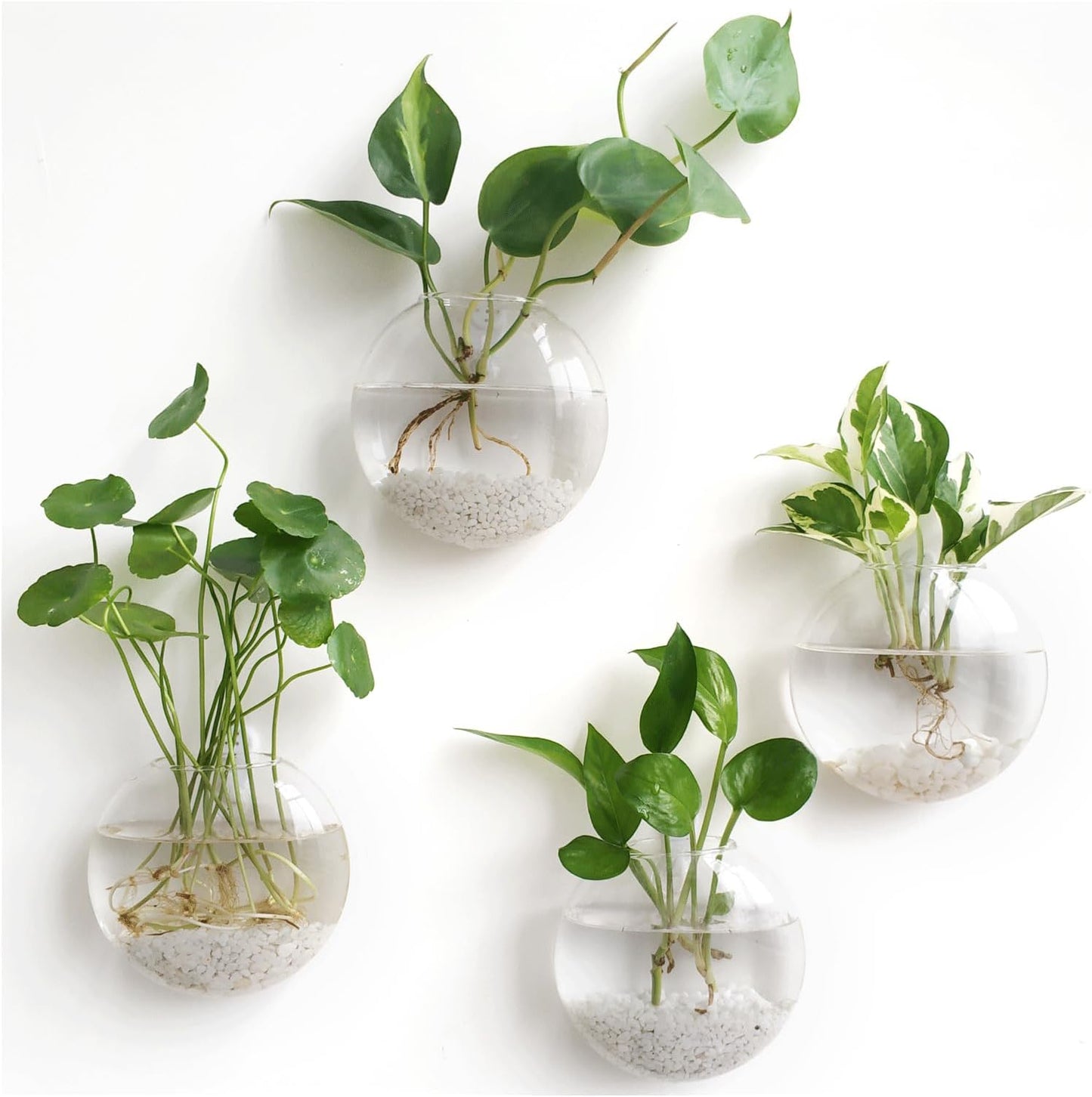 Naotstore - Glass Oblate Globe Plants Containers Wall Mount Clear Flower Vase