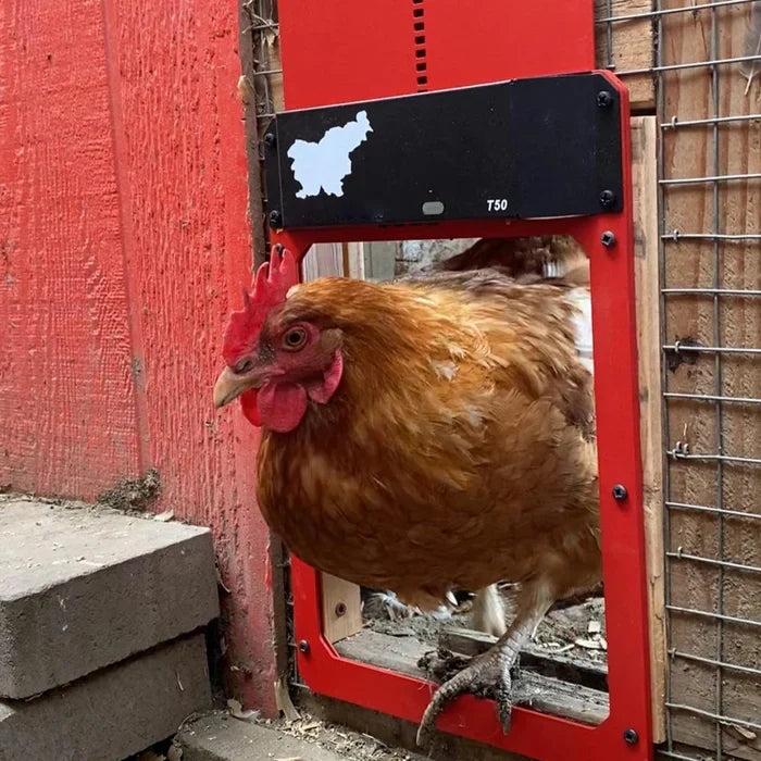 đThis week's specials - Automatic Chicken Coop Door - naotstore