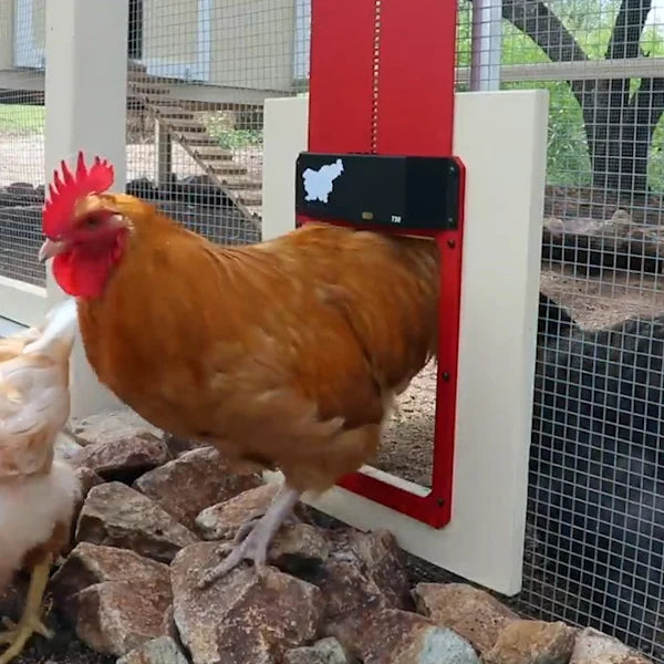 đThis week's specials - Automatic Chicken Coop Door - naotstore