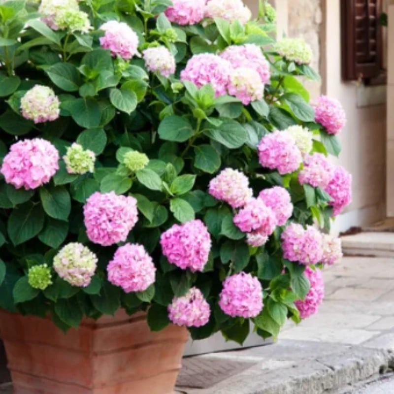 💥This week's specials 🌱 Outdoor Artificial Hydrangea Flowers - naotstore