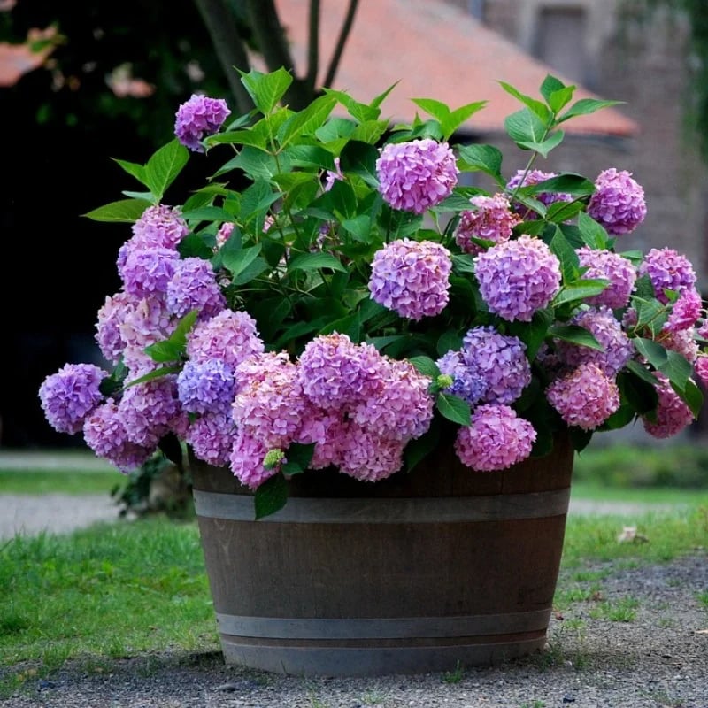 💥This week's specials 🌱 Outdoor Artificial Hydrangea Flowers - naotstore