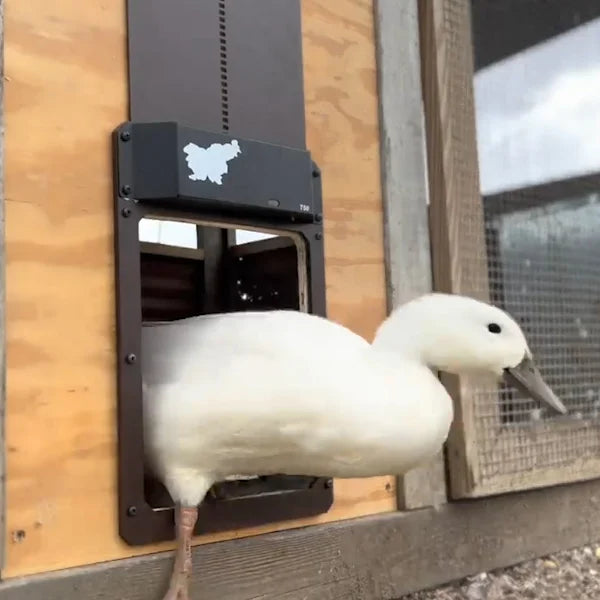 🎉This week's specials - Automatic Chicken Coop Door - naotstore