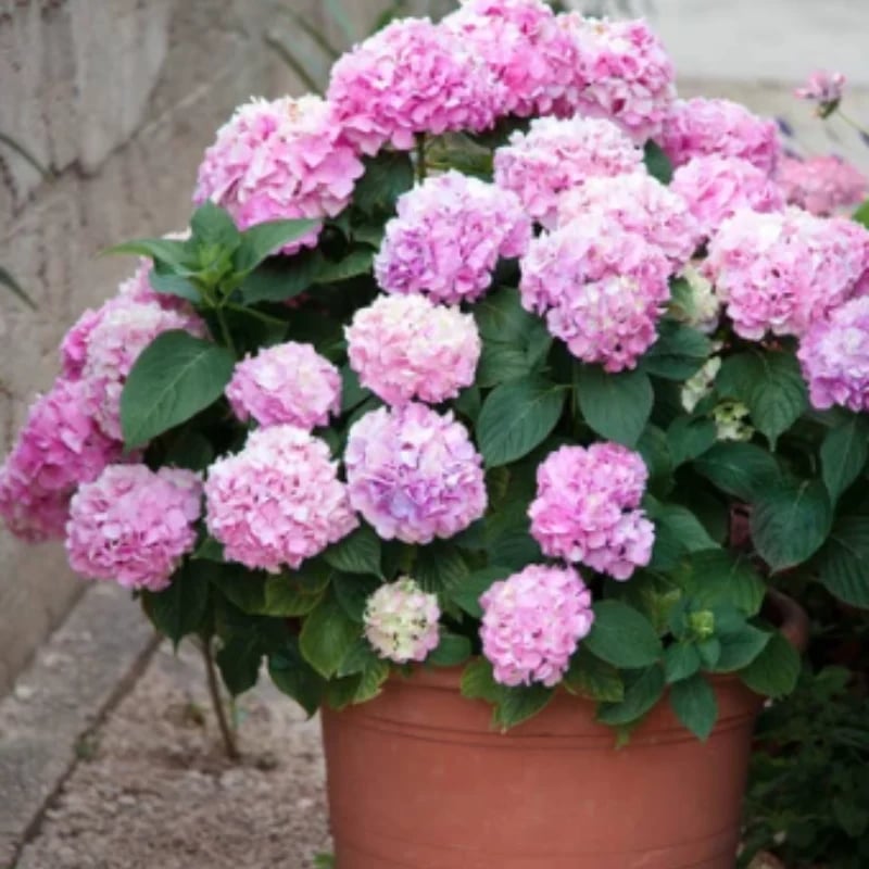 💥This week's specials 🌱 Outdoor Artificial Hydrangea Flowers - naotstore