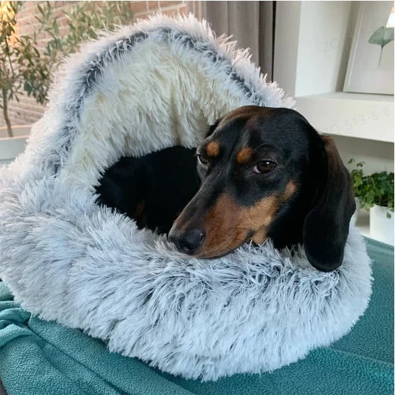 🐶Last day! 💥Special sale - Plush bed for dogs & cats