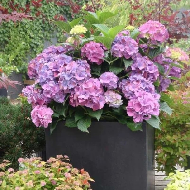 💥This week's specials 🌱 Outdoor Artificial Hydrangea Flowers - naotstore