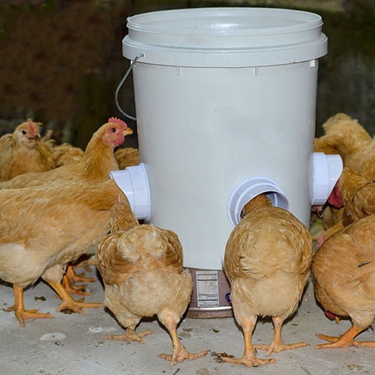 Naotstore - DIY Chicken Feeder