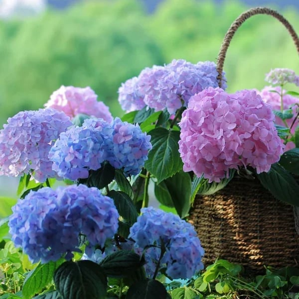 💥This week's specials 🌱 Outdoor Artificial Hydrangea Flowers - naotstore