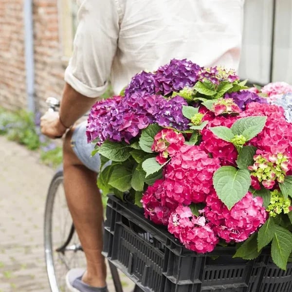 💥This week's specials 🌱 Outdoor Artificial Hydrangea Flowers - naotstore