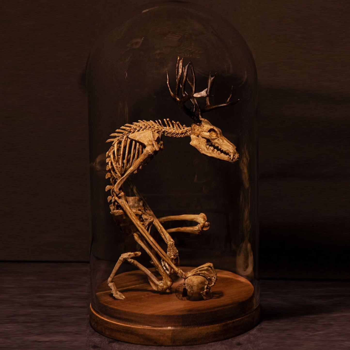 👍Last day! 💥Special sale - WENDIGO SKELETON CURIOSITY CABINET - naotstore